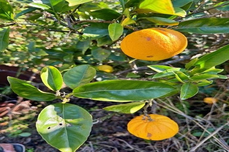 Photo of property in 66a Walker Road, Awanui, 0486