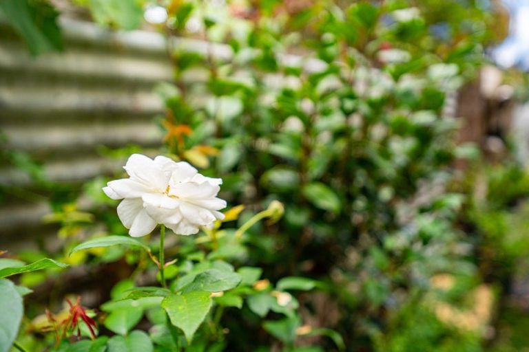 Photo of property in 21a Tamure Place, Ruakaka, 0116