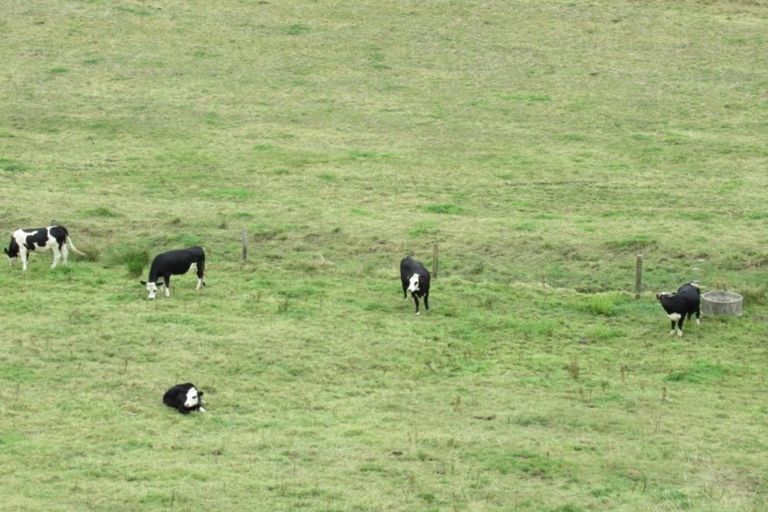 Photo of property in 81 Lindsay Road, Levin, 5510