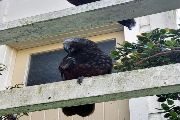 Photo of property in 24 Devon Street, Aro Valley, Wellington, 6021