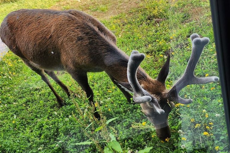 Photo of property in 51 Crest Road, Akatarawa, Upper Hutt, 5372