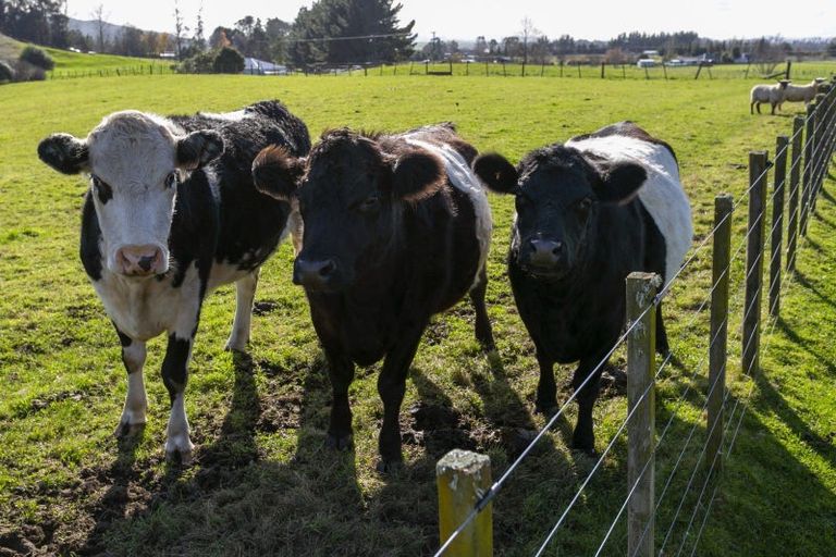 Photo of property in 180 White Road, Broadlands, Reporoa, 3081