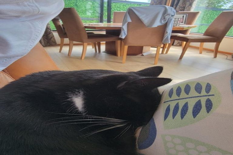 Photo of property in 1/14 Beresford Street, Bayswater, Auckland, 0622