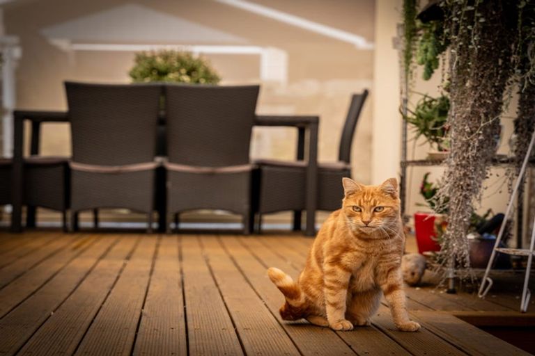 Photo of property in 10 Phoenix Place, Dinsdale, Hamilton, 3204