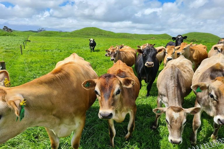 Photo of property in 6388 South Road, Pungarehu, Opunake, 4685