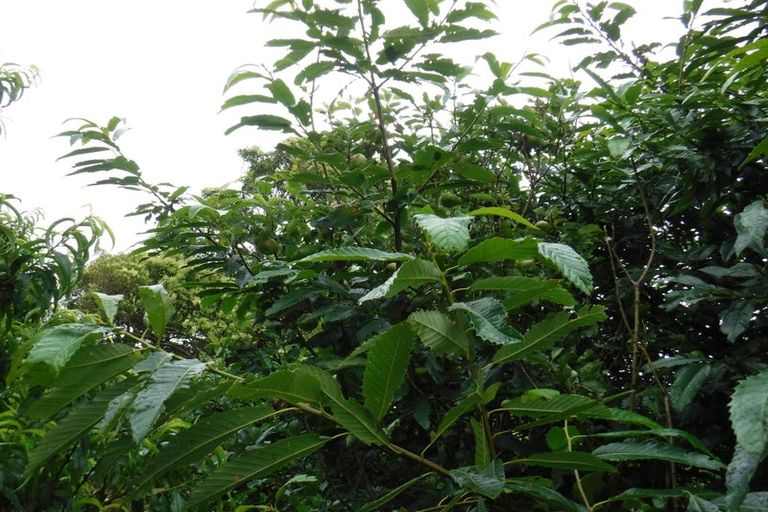 Photo of property in 883 Te Akau Road, Te Akau, Ngaruawahia, 3793