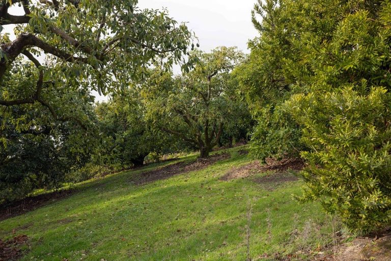 Photo of property in 289 Pahoia Road, Whakamarama, Tauranga, 3172