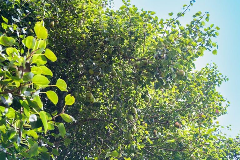 Photo of property in 29 Glenroy Place, Tikitere, Rotorua, 3074