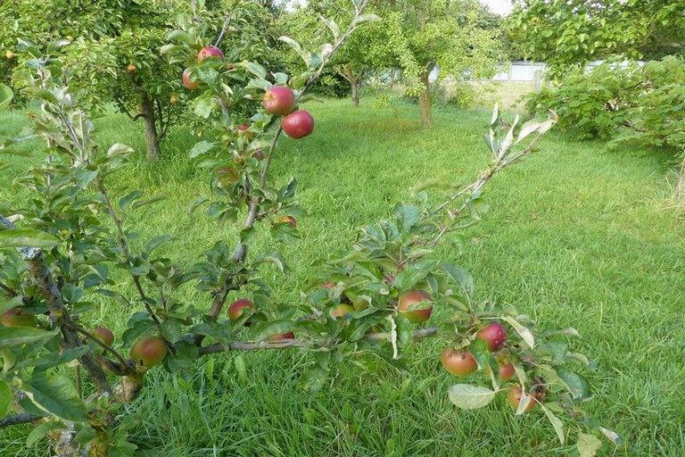Photo of property in High Street, Waimate, 7924