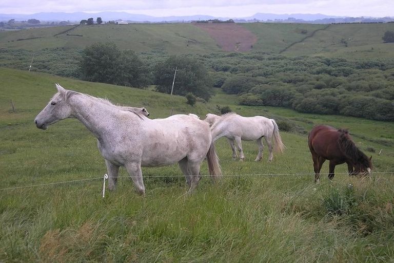 Photo of property in 44 Slater Road, Ruawaro, Huntly, 3772
