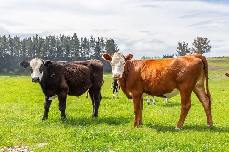 Photo of property in 59 Terrace Road, Cust, Rangiora, 7471