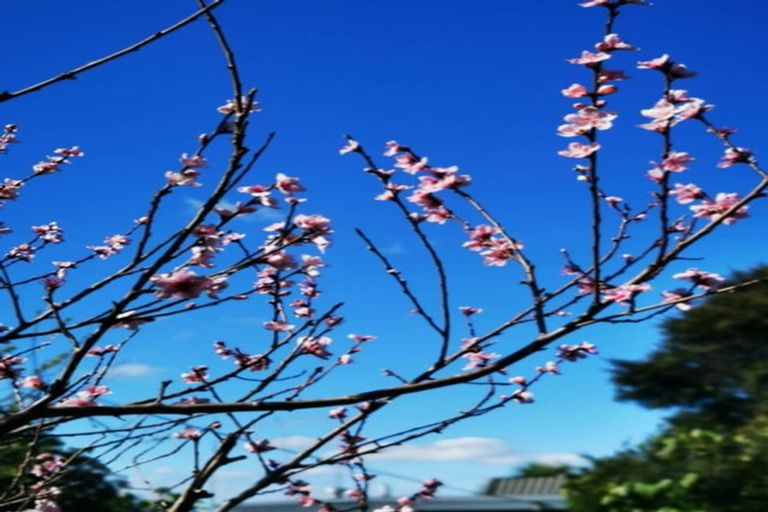 Photo of property in 4 Selwyn Avenue, Glen Eden, Auckland, 0602