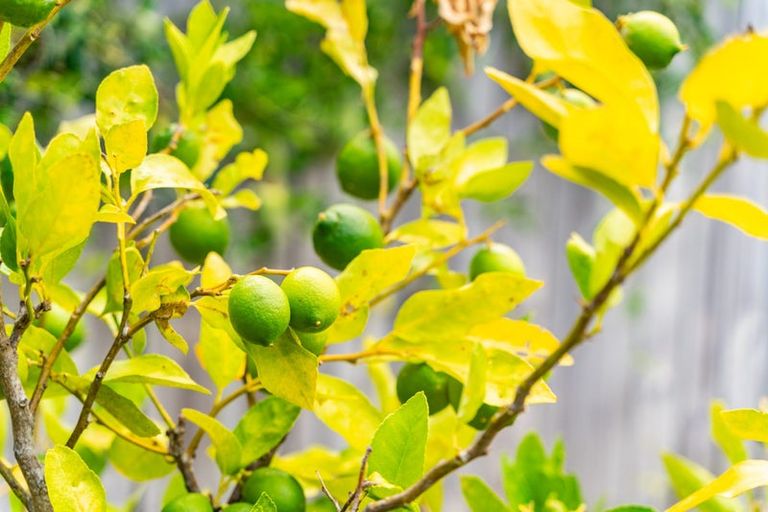 Photo of property in 16 Batten Street, Wellsford, 0900