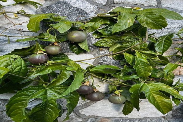 Photo of property in 191a Wilton Road, Wilton, Wellington, 6012