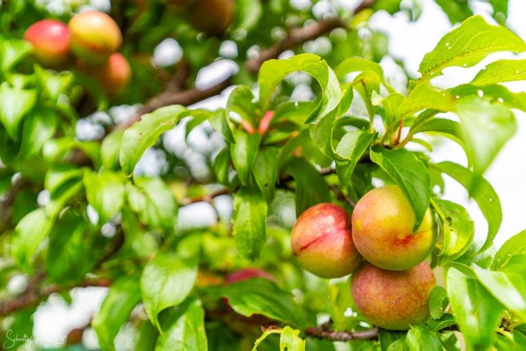 Photo of property in 8 Depot Road, Paparoa, 0571