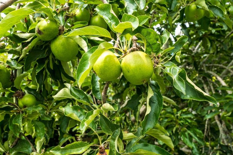 Photo of property in 5 Illana Place, Ranui, Auckland, 0612