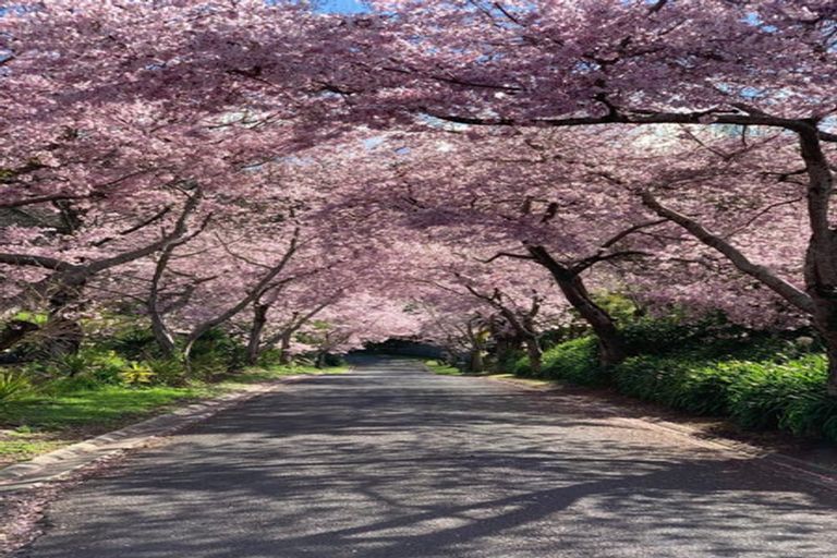 Photo of property in 50 Saint Regis Way, Bethlehem, Tauranga, 3110