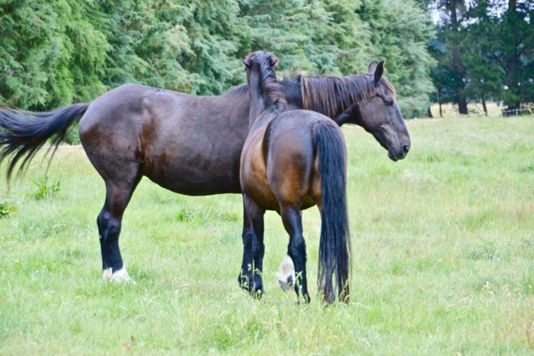 Photo of property in 2716 South Eyre Road, Eyrewell, Rangiora, 7476