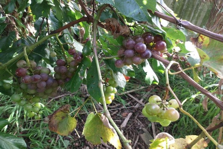 Photo of property in 109 Vinegar Hill Road, Kauri, Kamo, 0185