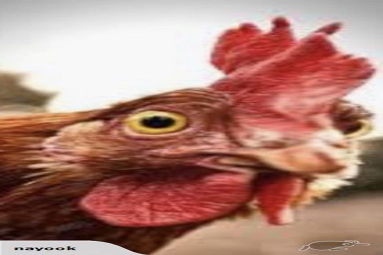 Photo of property in 6c Hinckley Road, Aongatete, Katikati, 3181