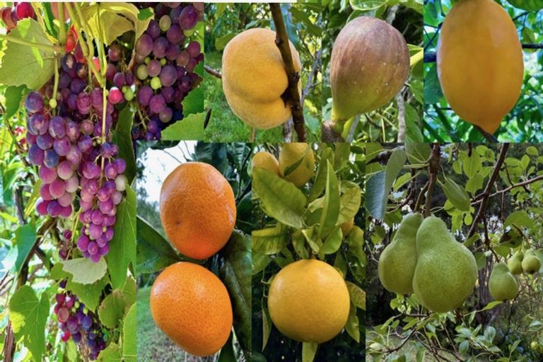 Photo of property in 125c Sailors Grave Road, Pumpkin Hill, Whitianga, 3591