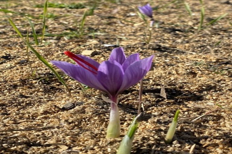 Photo of property in 11 Mount Heslington Road, Brightwater, 7091