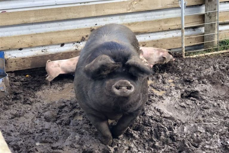 Photo of property in 538d Waimate Road North, Kerikeri, 0293