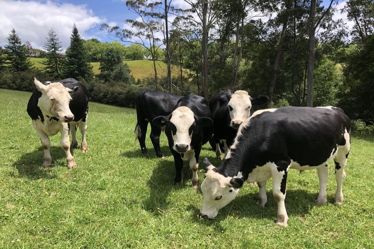 Photo of property in 141a Glenmore Road, Coatesville, 0793