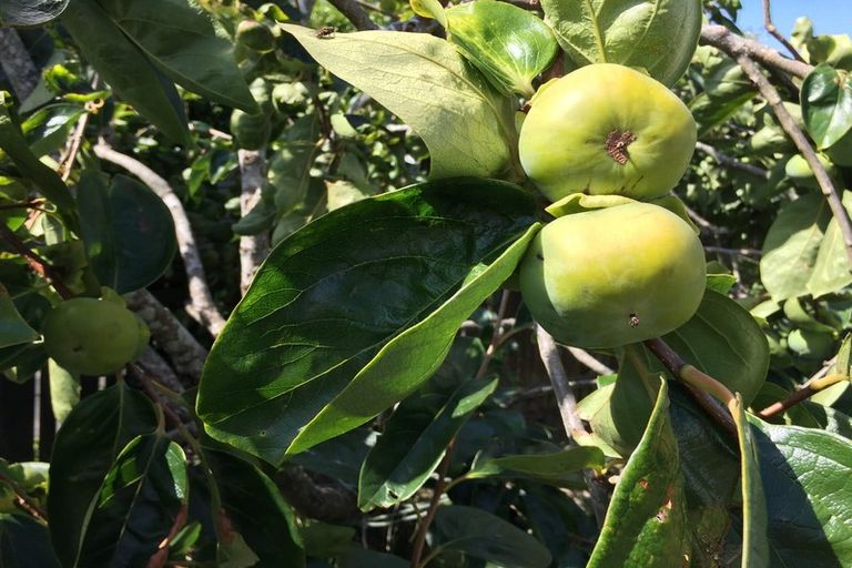 Photo of property in 294 Bucklands Beach Road, Bucklands Beach, Auckland, 2012