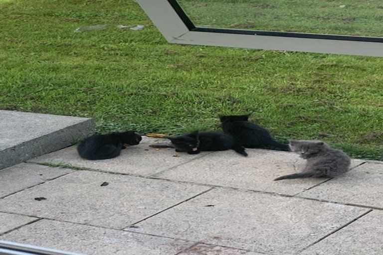 Photo of property in 6 Grace Street North, Sanson, 4817