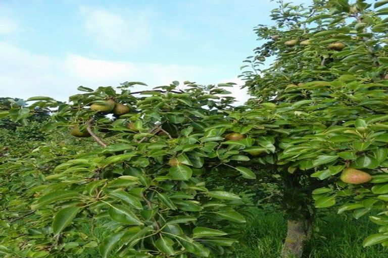 Photo of property in High Street, Waimate, 7924