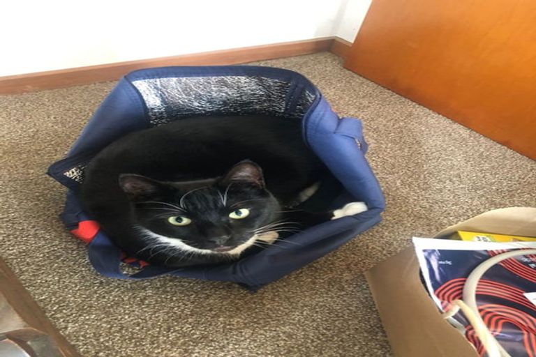 Photo of property in 1/14 Beresford Street, Bayswater, Auckland, 0622