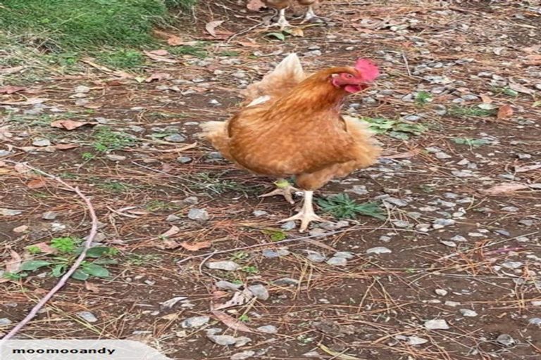 Photo of property in 350 Te Tahi Road, Puketotara, Te Awamutu, 3876