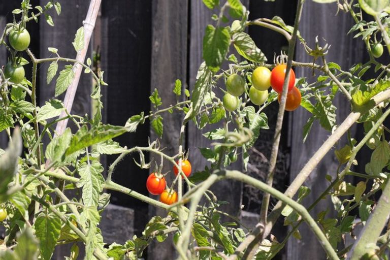 Photo of property in 57 Whites Way, Te Kauwhata, 3710