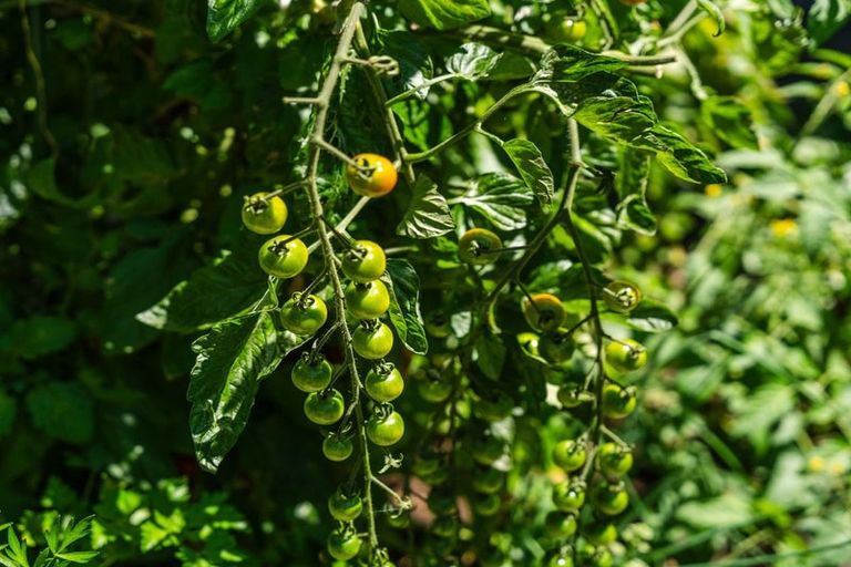 Photo of property in 26 The Circle, Nukuhau, Taupo, 3330