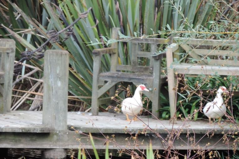 Photo of property in 311 Henry Watson Road, Matamata, 3472