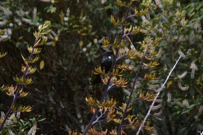 Photo of property in 2005 Ongarue Stream Road, Waimiha, 3998