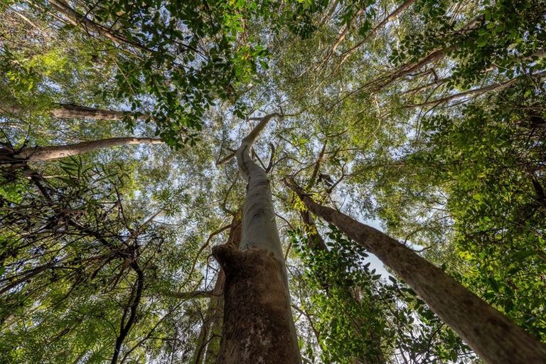 Photo of property in 45b Riverstream Drive, Waipapa, Kerikeri, 0295