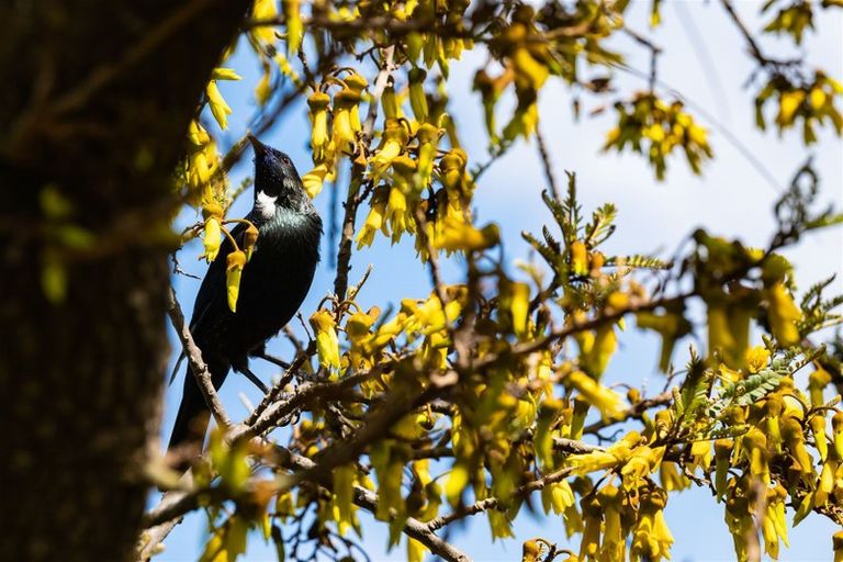 Photo of property in 39b Pawsons Valley Road, Duvauchelle, 7581