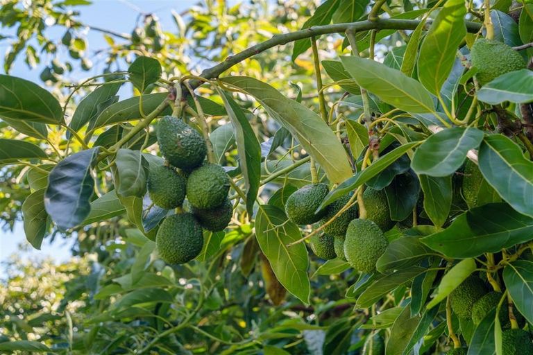 Photo of property in 107 Roydon Downs Road, Paengaroa, Te Puke, 3189