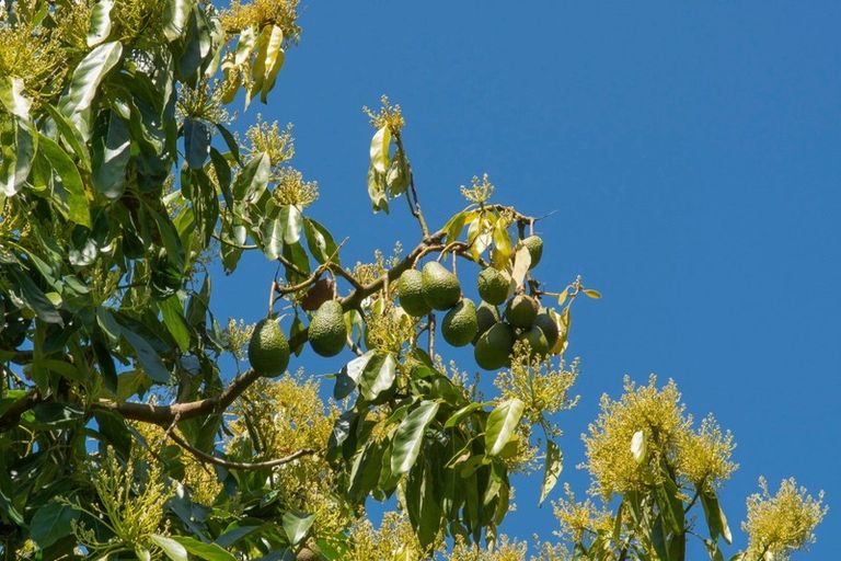 Photo of property in 333b Pahoia Road, Whakamarama, Tauranga, 3172