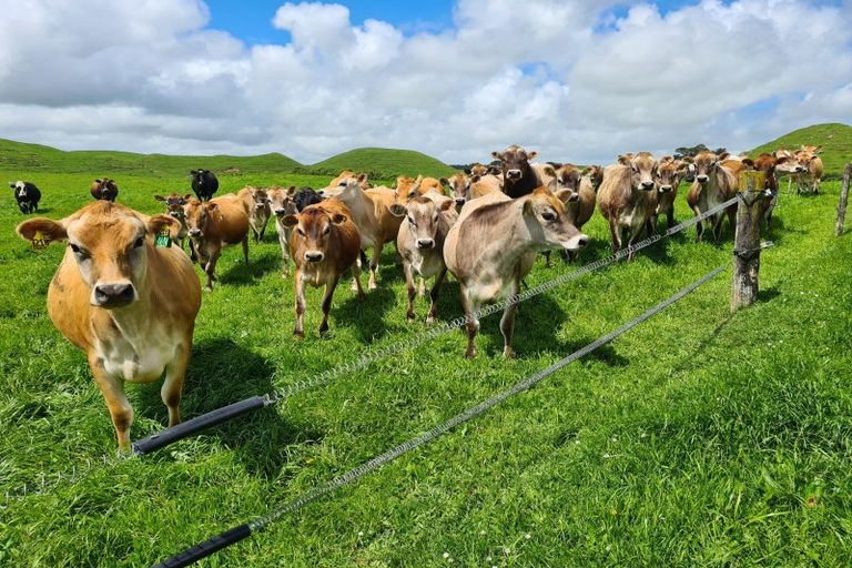 Photo of property in 6388 South Road, Pungarehu, Opunake, 4685