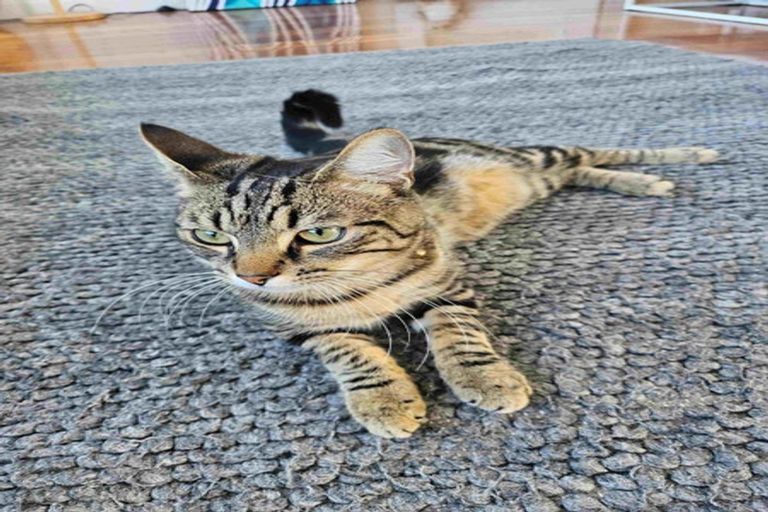 Photo of property in 43 Martin Road, Paraparaumu Beach, Paraparaumu, 5032