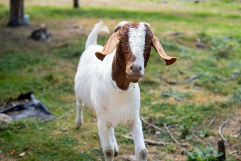 Photo of property in 3 Lockharts Road, Waitahuna, Lawrence, 9593