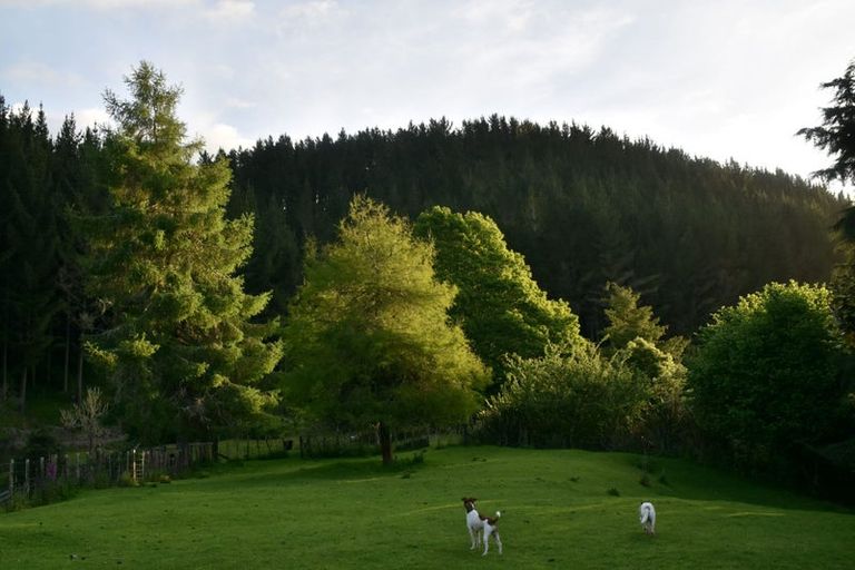 Photo of property in 2005 Ongarue Stream Road, Waimiha, 3998