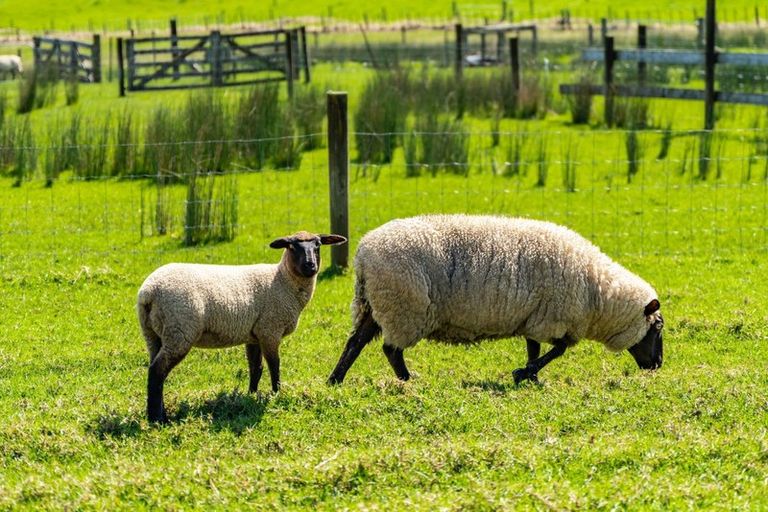 Photo of property in 248 Devich Road, Mangawhai, Kaiwaka, 0573