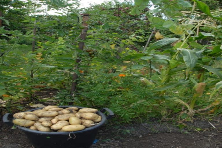 Photo of property in 15 Miriam Street, Masterton, 5810