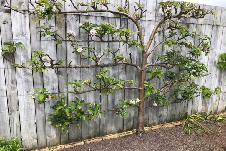 Photo of property in 56a Buscomb Avenue, Henderson, Auckland, 0610