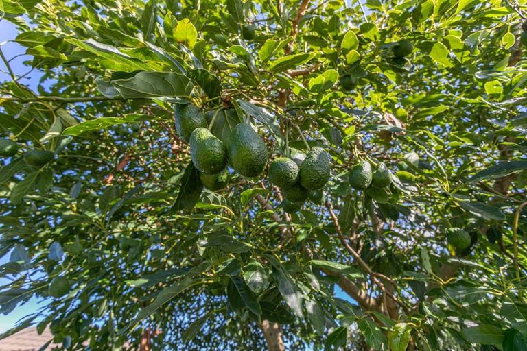 Photo of property in 37 Cook Drive, Whitianga, 3510