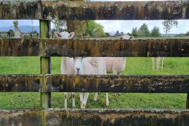 Photo of property in 125 Waiare Road, Okaihau, 0475